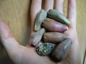 fruits opuntia humifusa